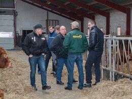 Limousinesnak på fodergangen