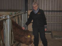 Skelbo Limousine, Vantinge ved Ringe - Anne- Grete viser en af kælvekvierne frem.