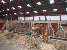 En dejlig stald hos Skovlund Limousine ved Toftlund i område Syd
