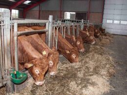 Et udsnit af besætningens ca. 27 køer – som ikke var helt færdige med morgenmaden, da åbent hus begyndte