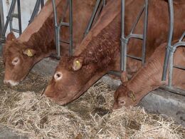 De voksne dyr var klippet i nakke og hen ad ryggen