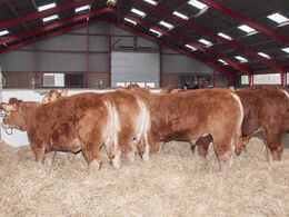 Udvalgte ungdyr var bundet op i anledning af åbent hus