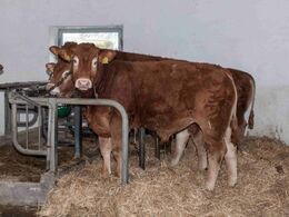 Fem kalve var nyligt vænnet fra og stod bundet som træning