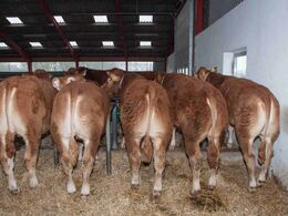 De fravænnede kalve set bagfra