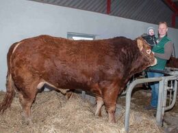 Den tyr, og kvien, som gemmer sig bagved, skal på Dansk Limousine Forenings kommende avlsdyrsauktion