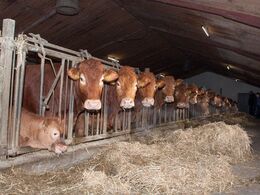 De fleste af besætningens 31 køer stod i fanggitter, mens der var åbent hus