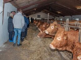 Snakken blandt de besøgende gik lystigt – her på fodergangen foran køerne