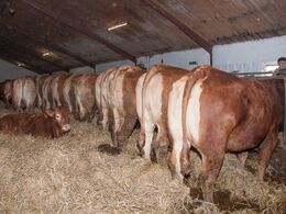 Sådan så ko-rækken ud bagfra