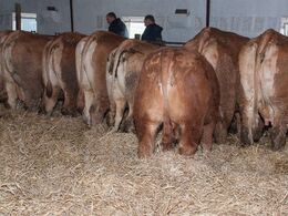 ”Se lige den tyrkalv efter Lord PP”, opfordrede Niels Aage Frandsen