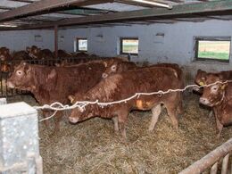 Ungdyr i en stald for sig