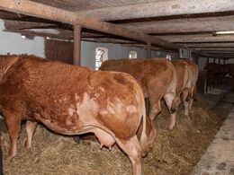 Enkelte dyr kunne besigtiges i en ældre bindestald