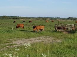 Søren Christensen har limousine, angus og shetlandsponyer til naturpleje i Skjern Enge.