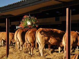 Aftenlyset gjorde limousinerne ekstra gyldne