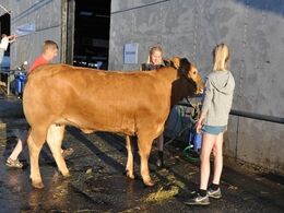 Aftenbadning for enden af limousinestalden