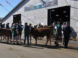 Klar til afgang mod ringen – klokken 9 skal de første dyr bedømmes