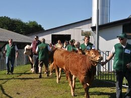 Gruppevis trækkes dyrene til den store ring