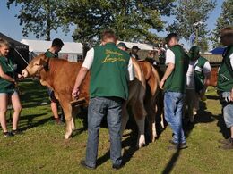 Der pusles om dyrene før bedømmelsen