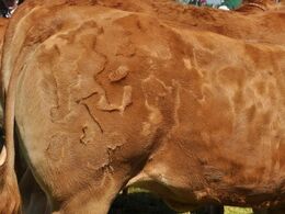 Ih, hvor var denne limousinepels dog flot