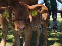 Ikke alle dyrene var lige begejstrede for at være til Landskue. Denne lille kalv pustede i varmen.