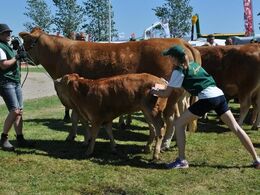 Kalven her syntes heller ikke, at det var sjovt