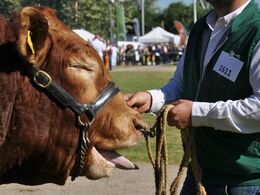 Tyren her udtrykte også sin utilfredshed
