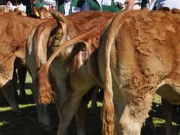 Mange dyr blev trængende under bedømmelserne