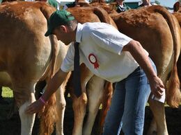 Dommer Benoit Souvignet var grundig og nogle gange hård i sin bedømmelse
