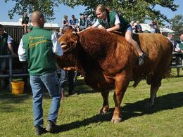 Efter bedømmelsen gjorde det godt med en ridetur