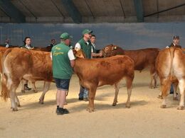 Skygge og en vis kølighed i hal Q