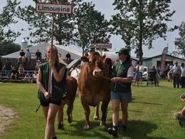 Stemningsbillede fra Interbreed-konkurrencen lørdag, hvor limousinerne gjorde god figur, men ”kun” blev nummer to både for hundyr og handyr