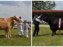 Interbreed for hundyr blev vundet af Simmentaler – Interbreed for handyr blev vundet af Angus