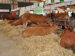 Dyrene pustede ud i stalden efter alle strabadserne