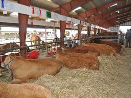 Dyrene var i 2015 opstaldet besætningsvis af veterinære hensyn