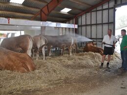 Dejligt med en omgang ”regnvejr” i stalden når det er hedebølge