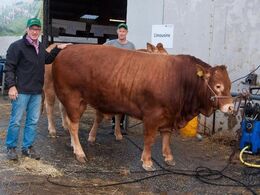 Vask af dyr er et af flere gøremål for udstillerne onsdag aften