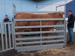 Dyrene skal også vejes