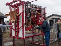 Enkelte dyr skal have klovene ordnet