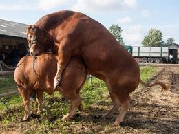 Ja, og kønsdriften stopper ikke på grund af Landskuet…