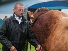 Torsdag morgen begynder limousinebedømmelserne i silende regnvejr