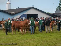 Bedømmelserne foregik i 2016 i en ny kødkvægsring. Efterhånden klarede vejret op, og regntøjet kunne smides.