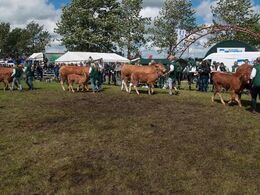 Køer med kalv – så er der leben i ringen