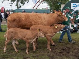 Disse søde tvillinge-kalve var ikke helt indstillet på at skulle præsenteres i ringen