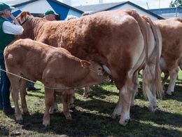 Man kan også blive tørstig midt i al virakken