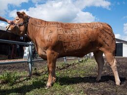 Sådan skal en limousine skæres… - den bemalede torsdagskvie fra en ny vinkel
