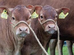 Tvillingekalvene ligner druknede mus