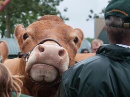 Overbærenhed og tålmodighed udstråler denne trænede ko
