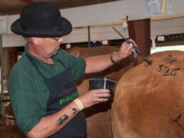 Mere bodypaint – denne gang i limousinestalden. Slagter Jens Janniche fører penslen på en kvie fra Erik Kjær Carstensen