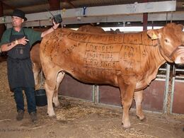 Slagteren fortæller om tilberedningen af de forskellige udskæringer. Kvien er lykkeligt uvidende om hvad der engang venter hende.