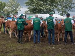 Lettere kaotisk ærespræmiekonkurrence – mange dyr på lidt plads, og kun en halv time til hele bedømmelsen. Se vinderdyrene i et særskilt galleri.
