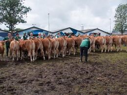 Ærespræmiekonkurrence i en meget mudret bedømmelsesring